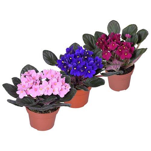 GARDENLINE St. Paulia