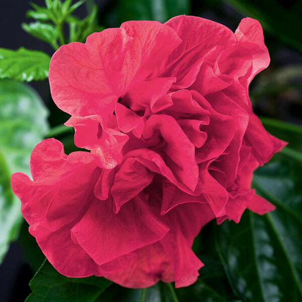 Garten-Hibiskus