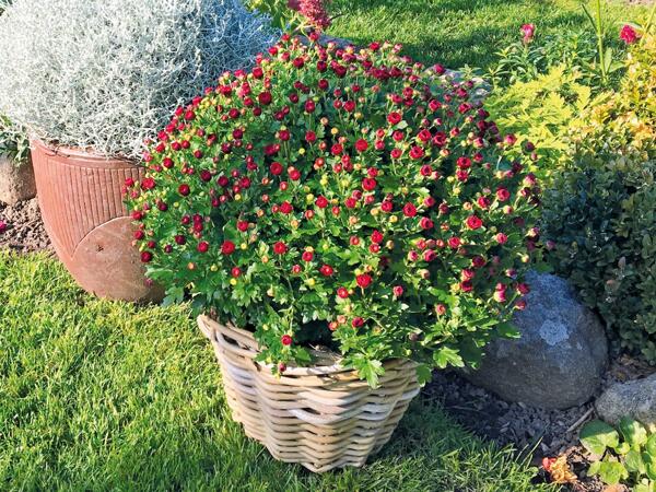 Frilandskrysantemum