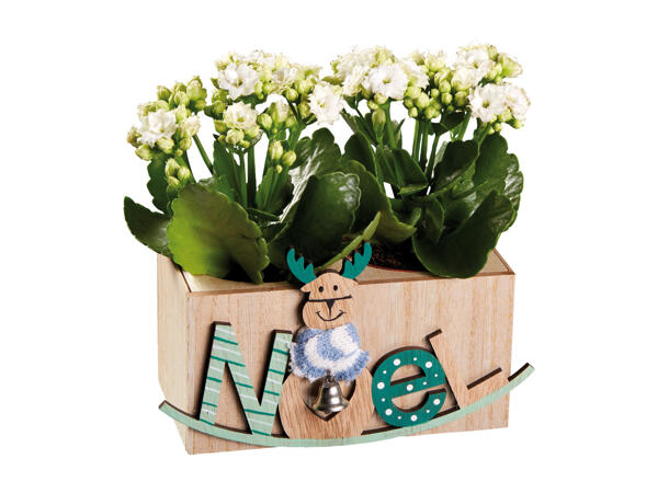 Plants in Wood Christmas Pot