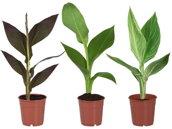Canna Indica