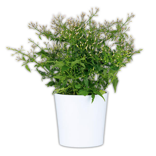 Duft-Jasminum Polyanthum