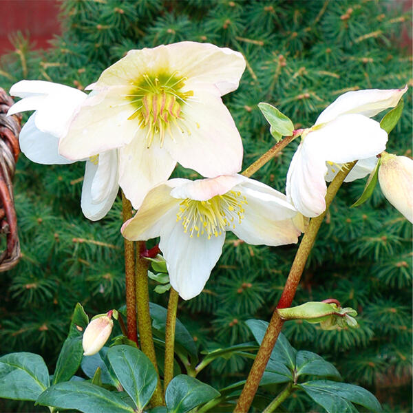 Christrose