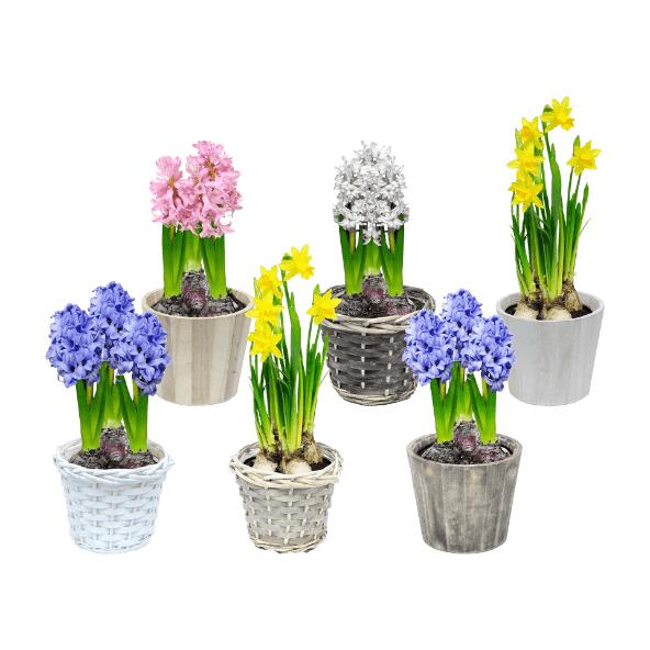 Blomsterløg