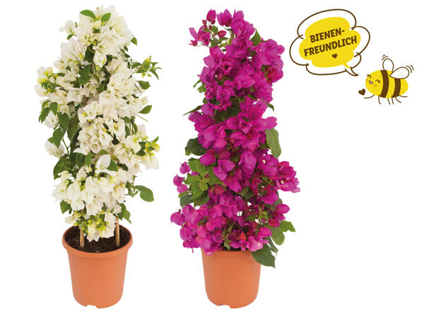 Bougainvillea Pyramide