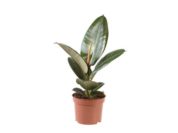 Assorted Green Plants