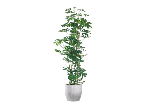 Large Green Houseplants