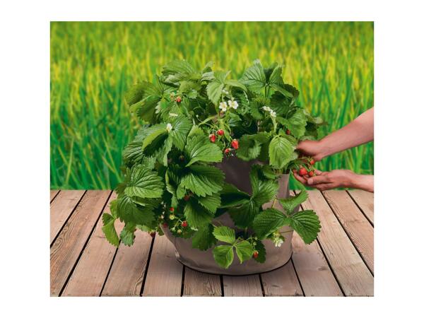 Parkside Strawberry Grow Bags - 2 Pack - Beige