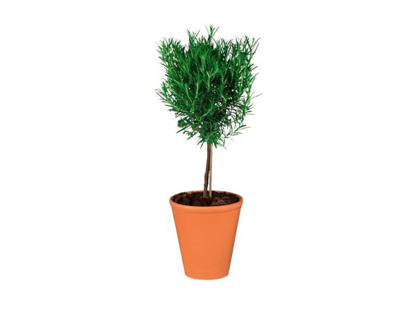 Potted Herbs