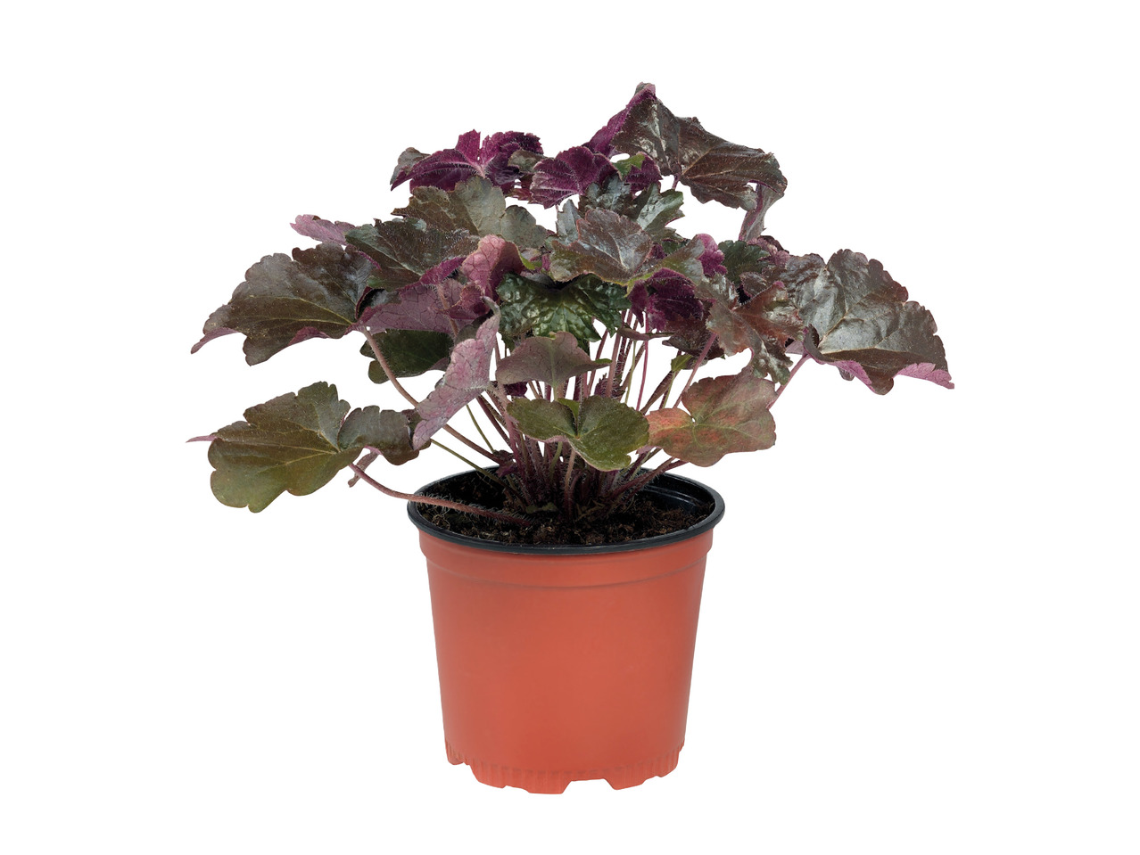 Autumn Perennials1