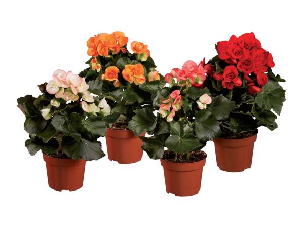 Begonias