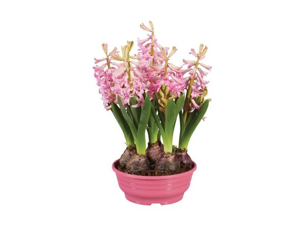 Spring Bulb Planter