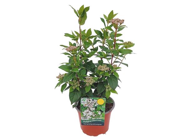 Hedging Viburnum