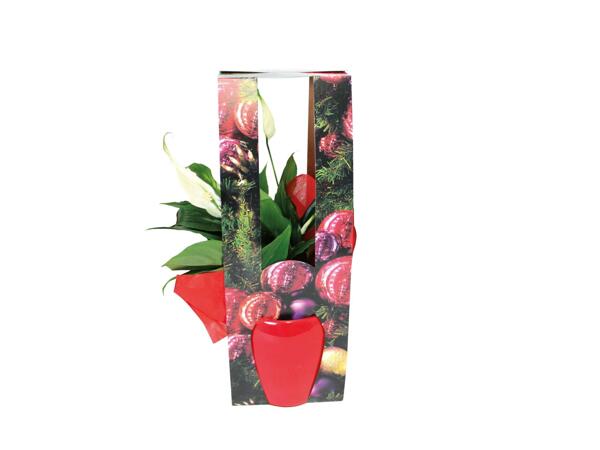 Christmas Gifting Plant