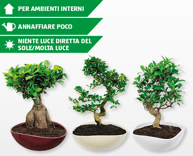 Bonsai