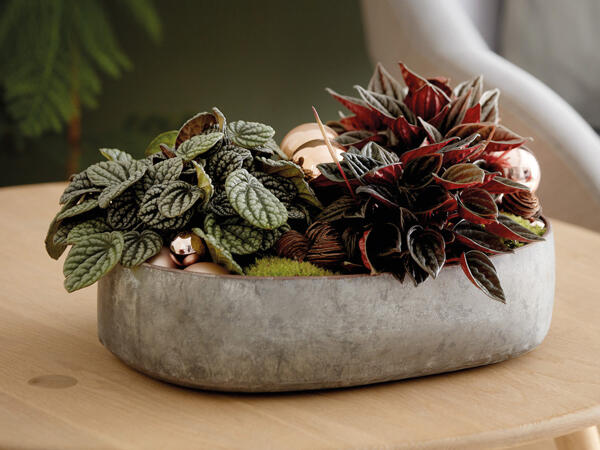 Peperomia