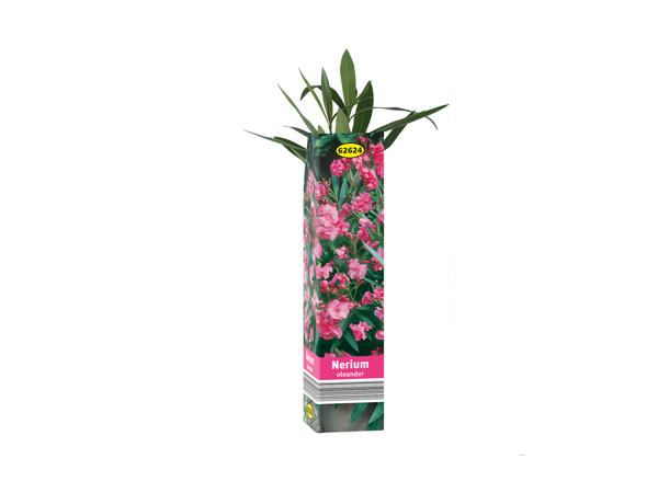 Flowering Plants1