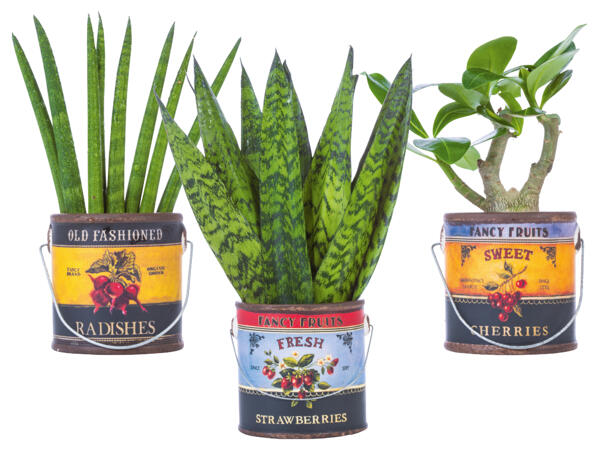 Pflanze Easy Care Foodbucket