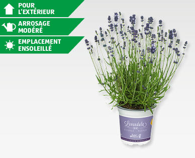 Lavande vraie (Lavandula angustifolia) GARDENLINE(R)