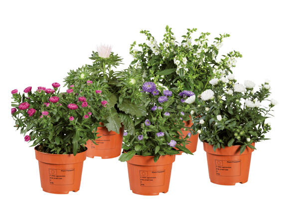 Sommarblommor