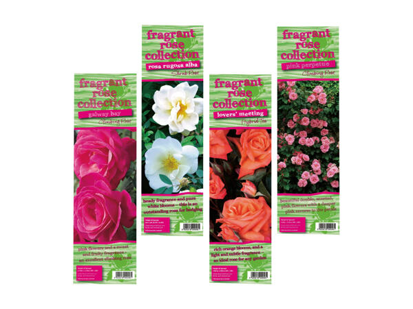 Bare Root Fragrant Rose Bushes