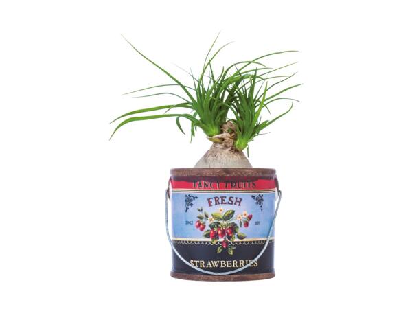Grøn plante i spand