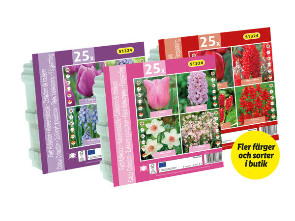 Blomlökar Colour Collection