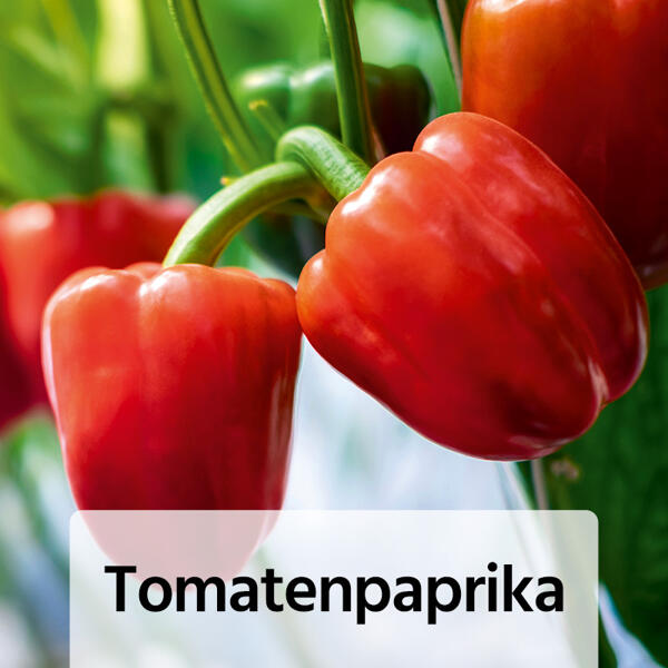 Fruchtgemüse / Tomaten