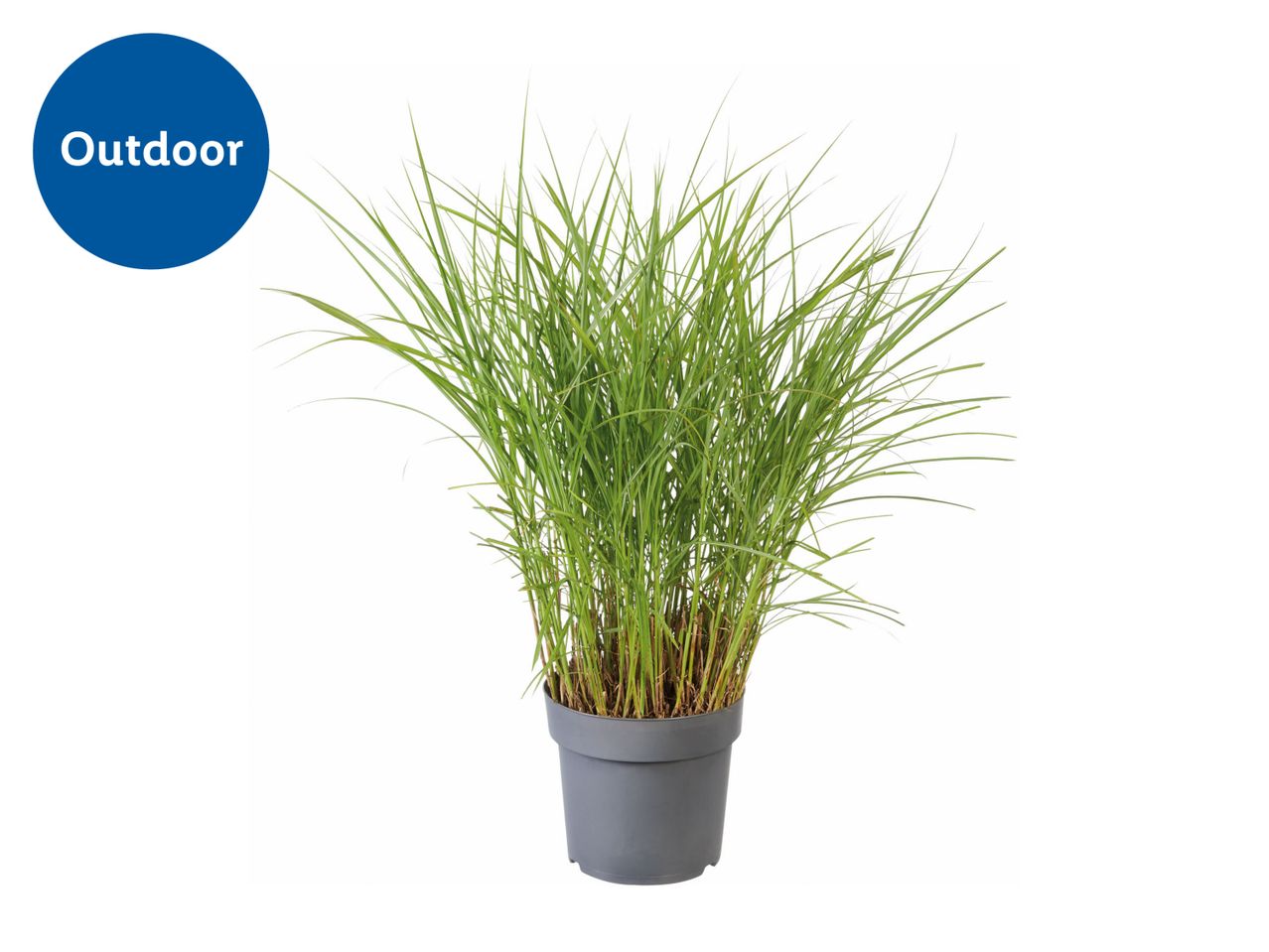 Pennisetum Grass