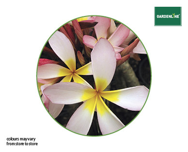 FRANGIPANI 140MM