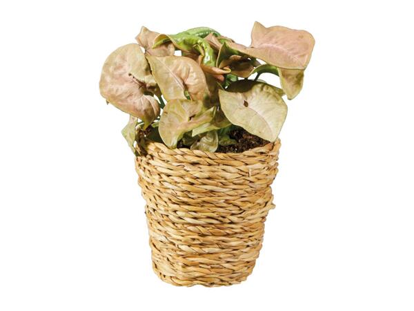 Green Plants in Woven Pot