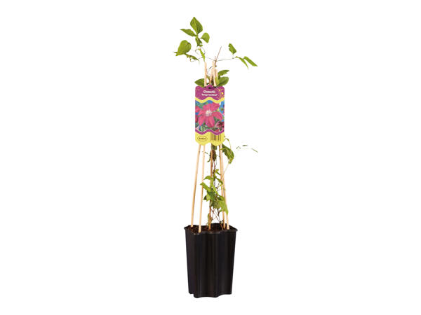 Assorted Clematis
