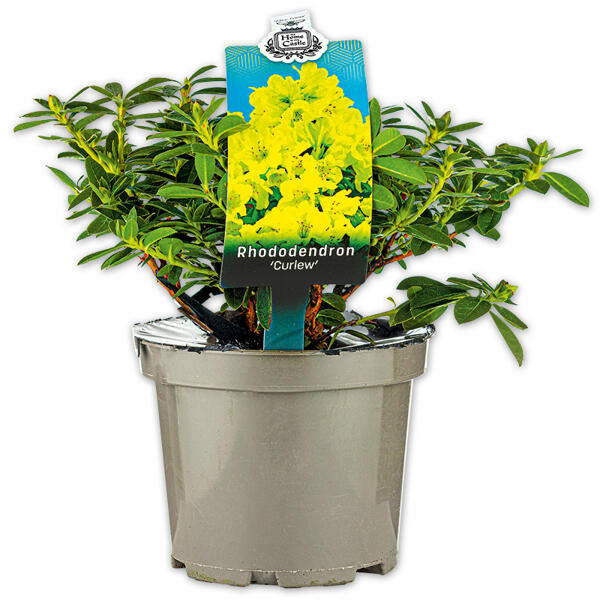 Rhododendron