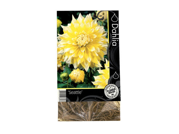 Premium Autumn Bulbs