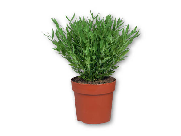 Grøn plantemiks
