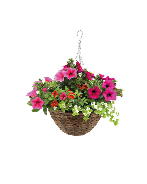 Irish Premium Rattan Hanging Basket