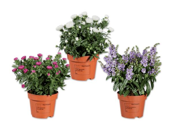 Sommerblumen