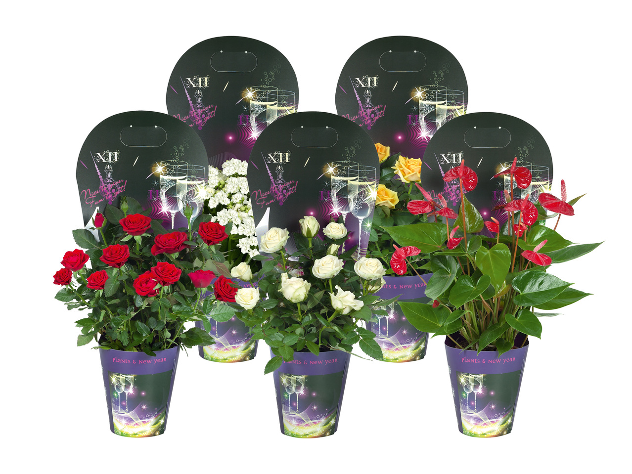 NYÅRSBLOMMA