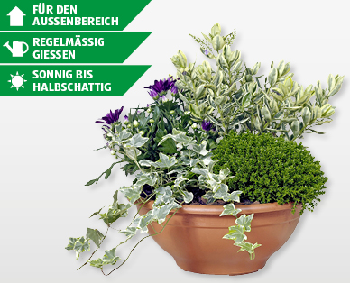 Herbstschale mit 4 Pflanzen