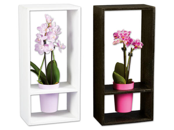 Orchidee im Holzrahmen