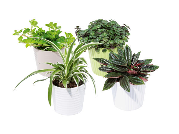 Succulents Mini