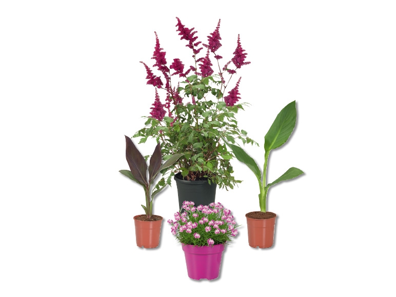 Astilbes, dianthus, cannas