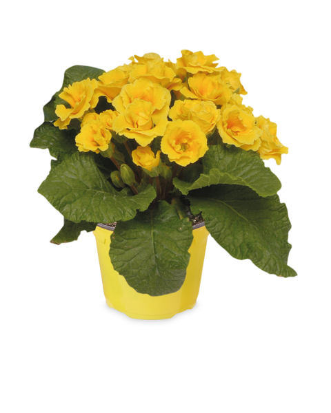 Double Primula
