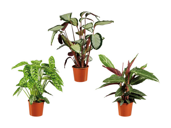 Calathea