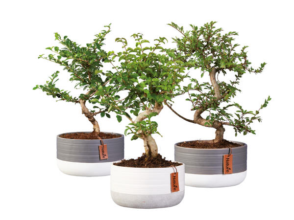 Bonsai
