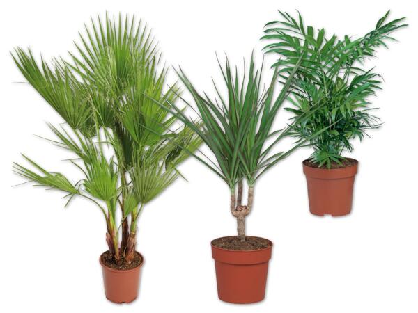 Palme