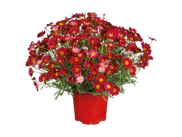 Coloured Marguerite Bushes