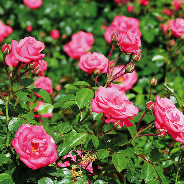 Rosen in Schale