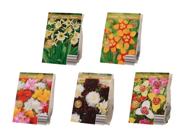 Bulbes de fleurs "Premium"