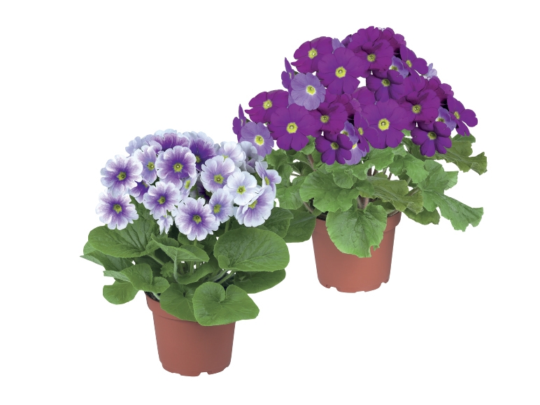 Primroses - Available from 12th February